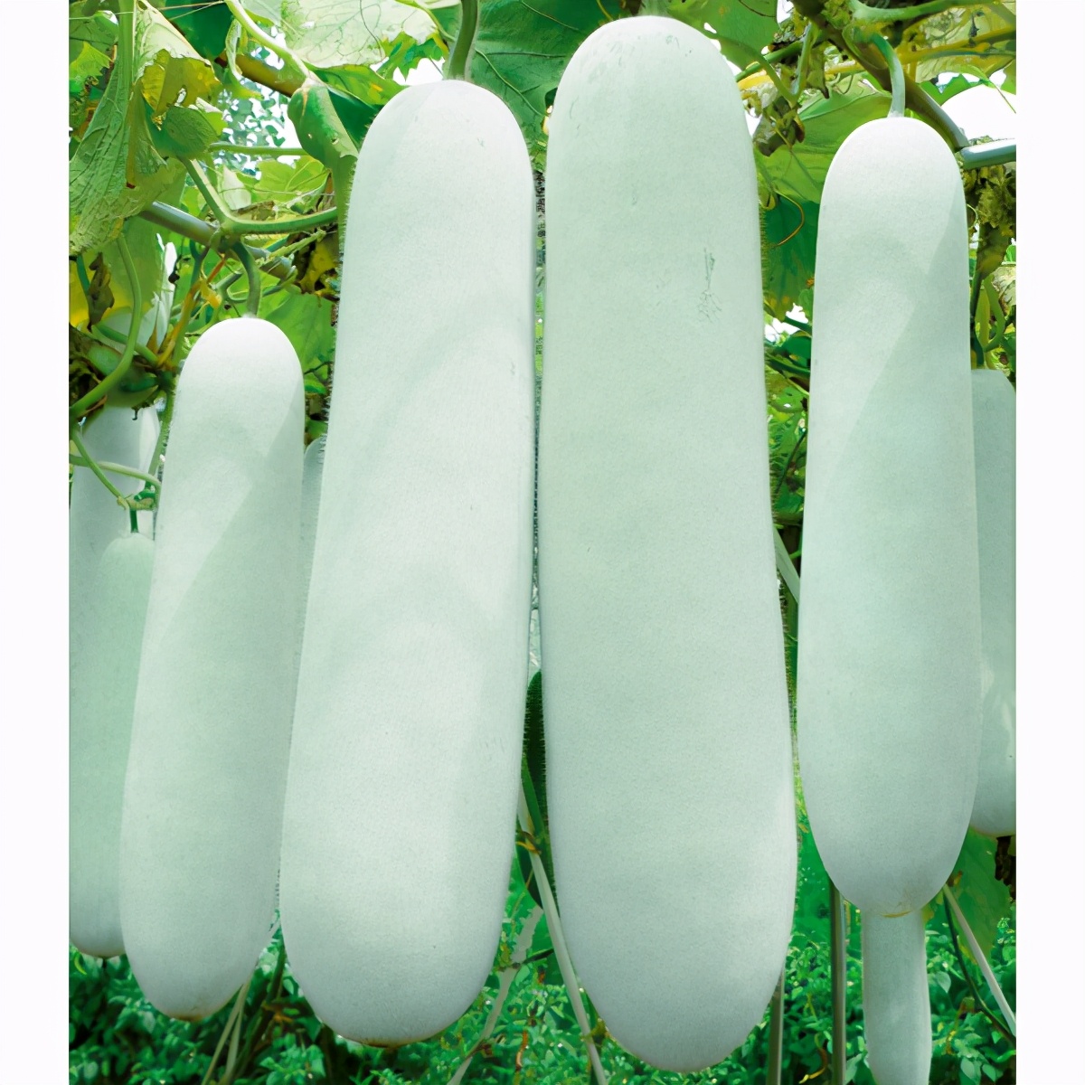 這個(gè)冬瓜品種放1年不壞，口感脆甜，多年科研就為打造這1個(gè)爆品