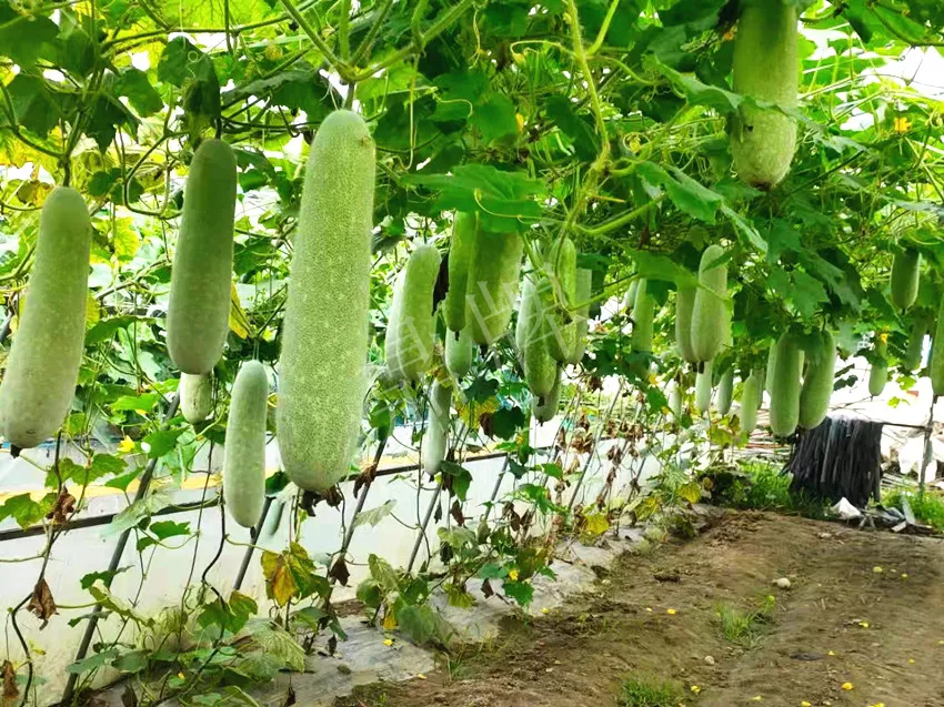 什么品種的冬瓜按個買？價格是同期黑皮冬瓜五倍